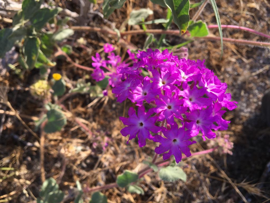 Goldilocks The Kangaroo Rat San Diego Zoo Wildlife Alliance